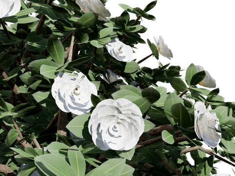 3D Camellia Flower Bush - Realistic Elegance for Your Designs 3D Модель