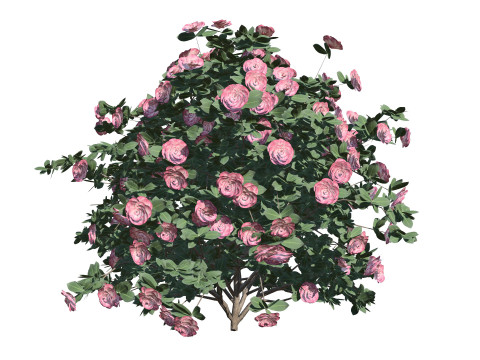 3D Camellia Flower Bush - Realistic Elegance for Your Designs 3D Модель