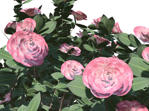 3D Camellia Flower Bush - Realistic Elegance for Your Designs 3D Модель
