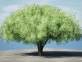 Realistic Hazelnut Tree with Detailed Leaves Modello 3D