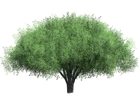Realistic Hazelnut Tree with Detailed Leaves Modelo 3D