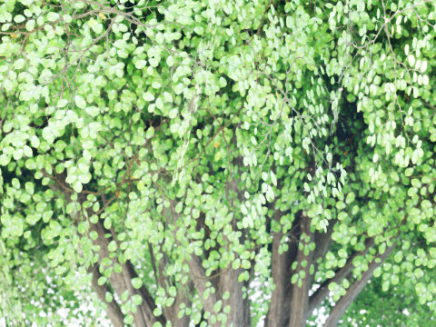 Realistic Hazelnut Tree with Detailed Leaves Modelo 3D