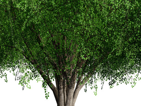 Realistic Hazelnut Tree with Detailed Leaves Modelo 3D
