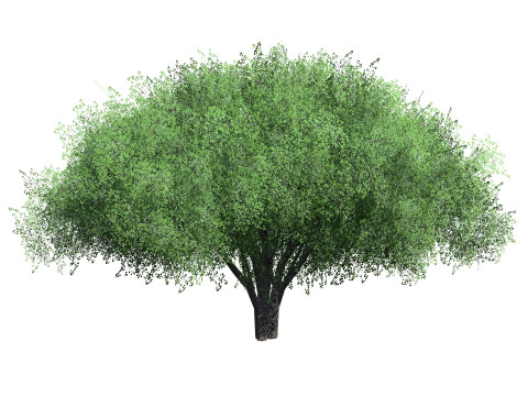 Realistic Hazelnut Tree with Detailed Leaves Modelo 3D