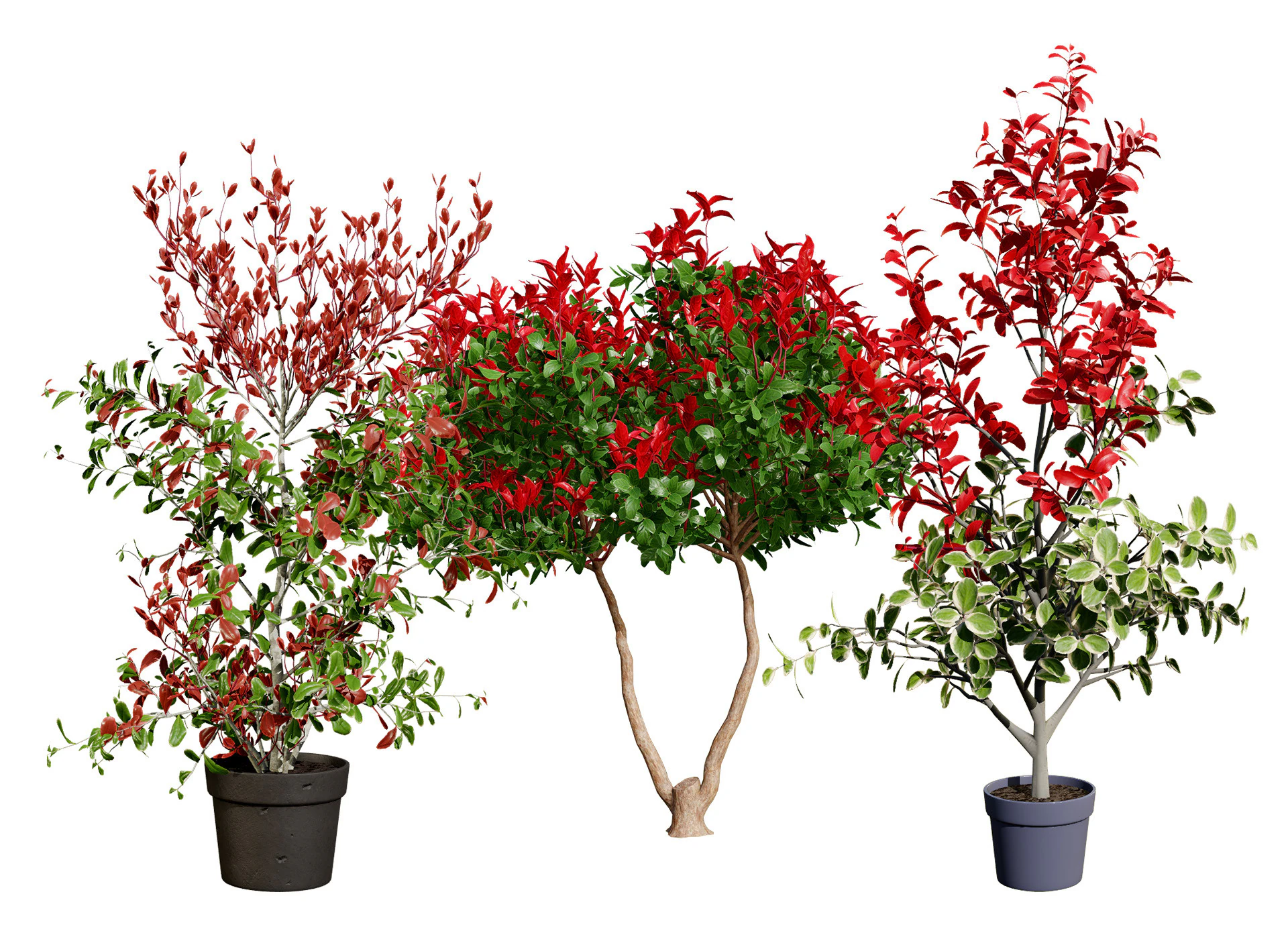 Photinia Plant in Pot 3D Model .c4d .max .obj .3ds .fbx .stl .blend