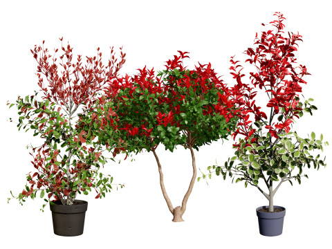 Photinia Plant in Pot 3D मॉडल