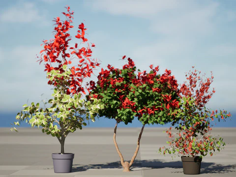 Photinia Plant in Pot 3D Model