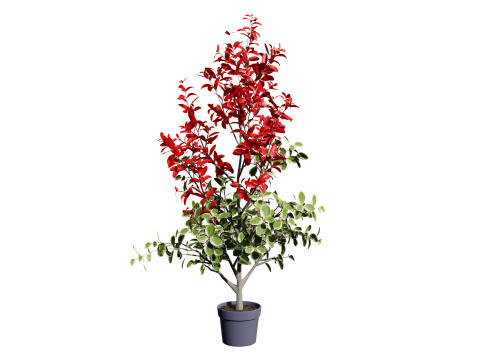 Photinia Plant in Pot Modelo 3D