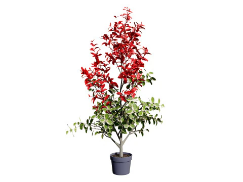 Photinia Plant in Pot 3D Model
