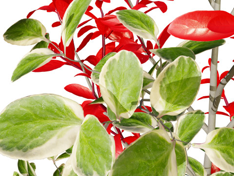 Photinia Plant in Pot Modelo 3D
