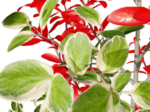 Photinia Plant in Pot 3D Model