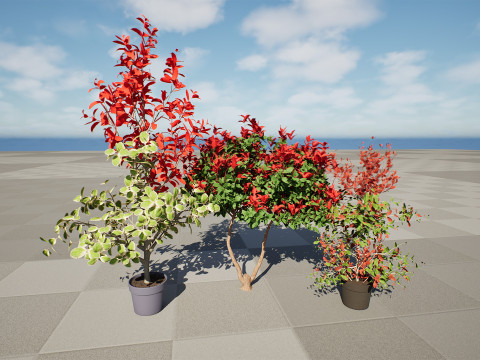 Photinia Plant in Pot Modelo 3D
