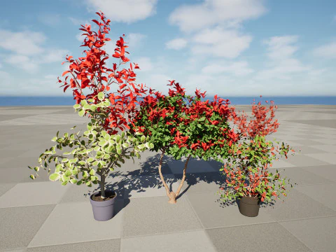 Photinia Plant in Pot 3D Model