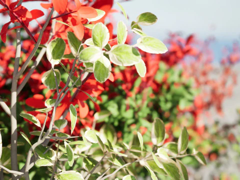 Photinia Plant in Pot 3D Model