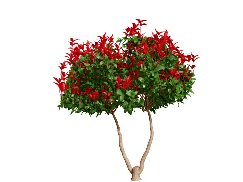 Photinia Plant in Pot Modelo 3D