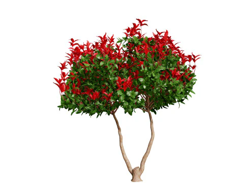 Photinia Plant in Pot 3D Model