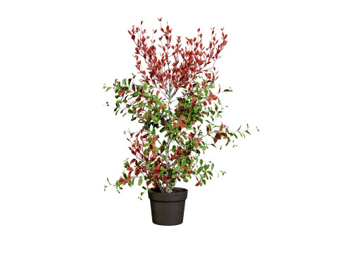 Photinia Plant in Pot 3D Model