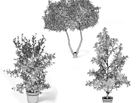 Photinia Plant in Pot 3D Model