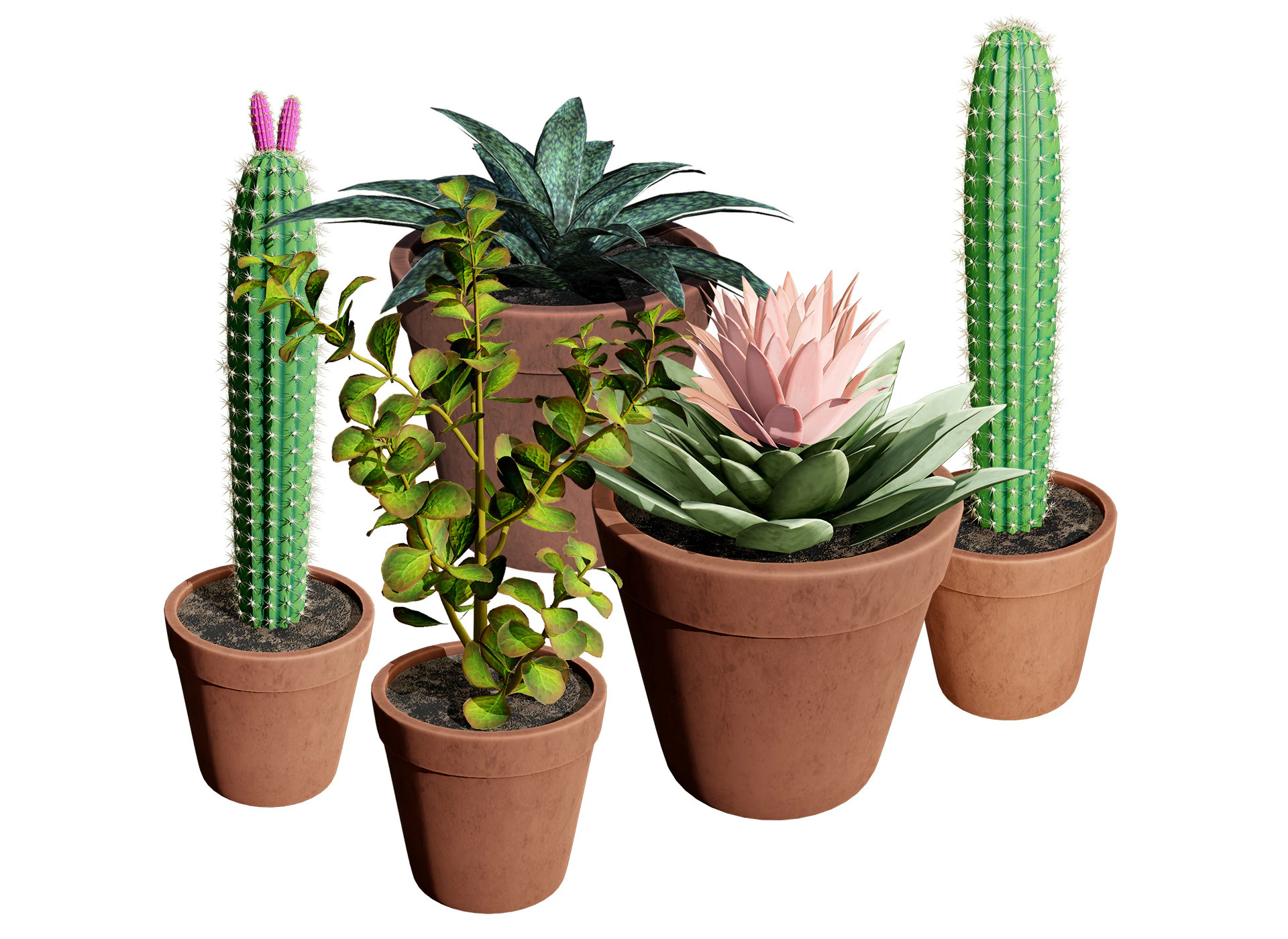 Potted Cactus 3D Model .c4d .max .obj .3ds .fbx .stl .blend