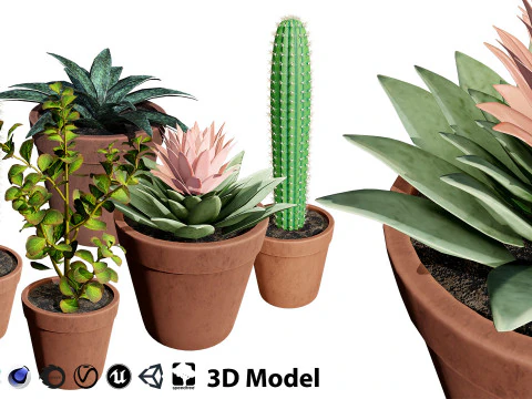 Potted Cactus 3D Model