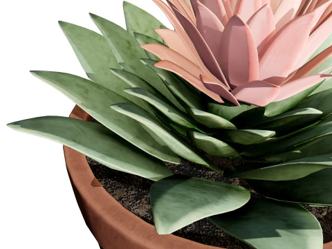 Potted Cactus 3D Model