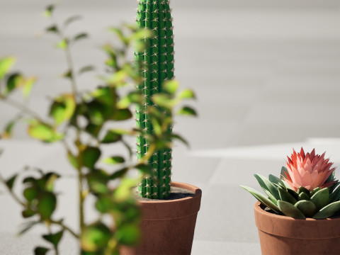 Potted Cactus Modelo 3D