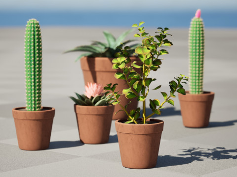 Potted Cactus Modelo 3D