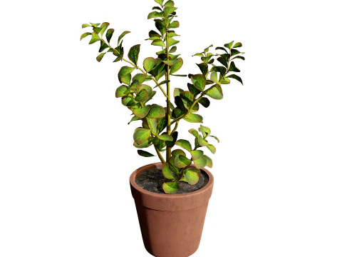 Potted Cactus 3D Model