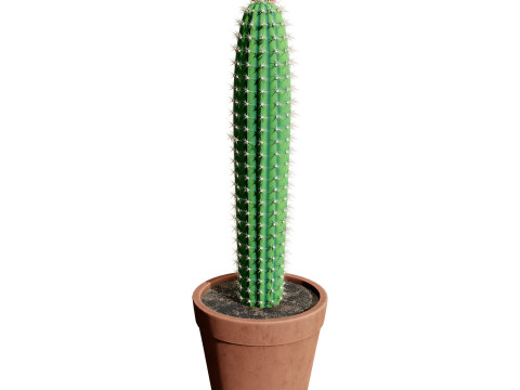 Potted Cactus Modelo 3D