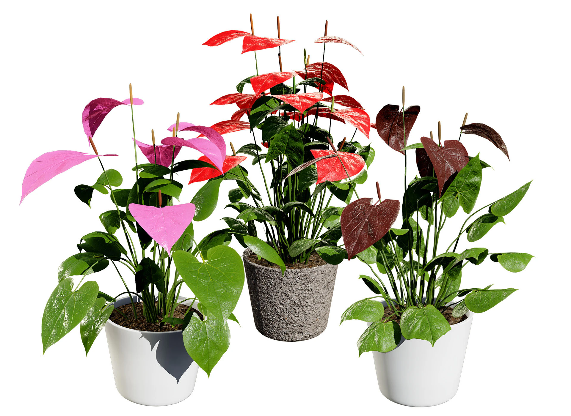 Anthurium plants collection 3D Model .c4d .max .obj .3ds .fbx .stl .blend