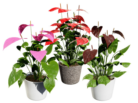 Anthurium plants collection 3D Модель