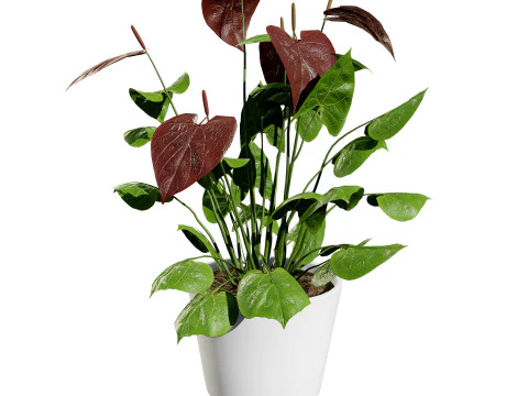 Anthurium plants collection 3D Model