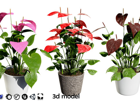 Anthurium plants collection 3D 模型