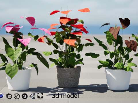 Anthurium plants collection 3D 模型