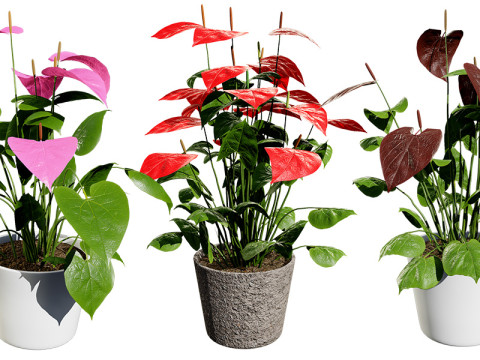 Anthurium plants collection 3D 模型