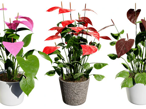 Anthurium plants collection 3D Model