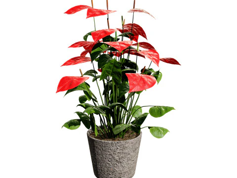 Anthurium plants collection 3D Model