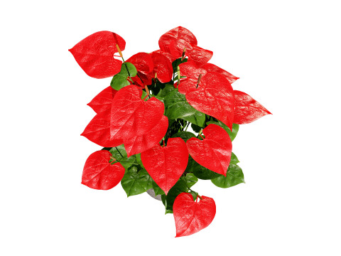 Anthurium plants collection 3D 模型