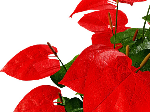 Anthurium plants collection 3D Model