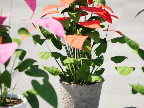 Anthurium plants collection 3D 模型