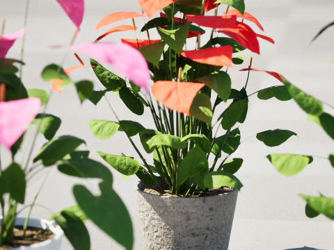 Anthurium plants collection 3D Model
