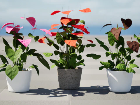 Anthurium plants collection 3D Model