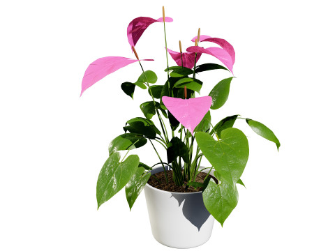 Anthurium plants collection 3D 模型