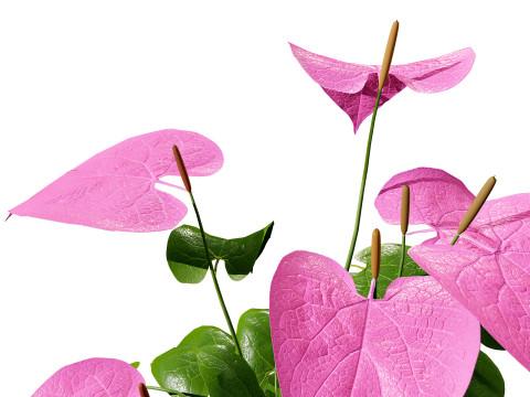Anthurium plants collection 3D 模型