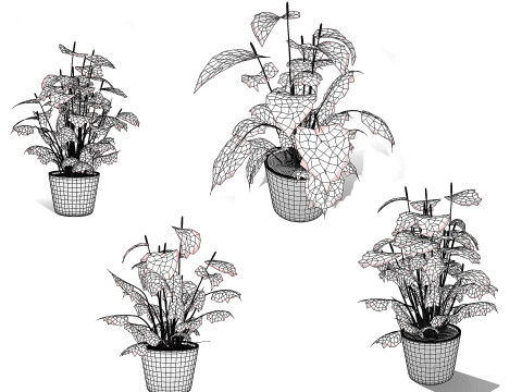 Anthurium plants collection 3D 模型