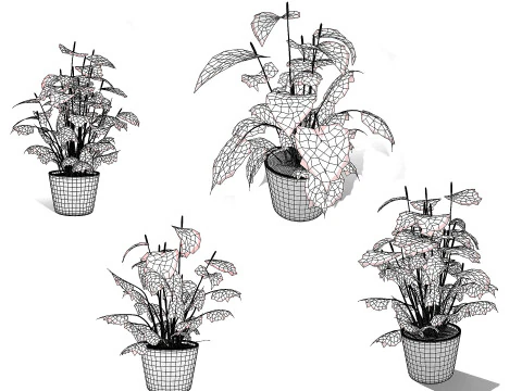 Anthurium plants collection 3D Model