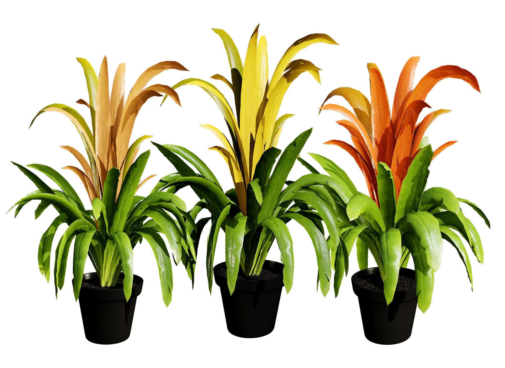 Bromeliad with 3 variations 3D Model .c4d .max .obj .3ds .fbx .stl .blend 