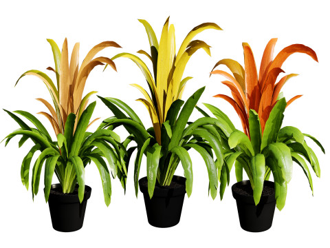 Bromeliad with 3 variations 3D-Modell