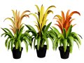 Bromeliad with 3 variations 3D Модель