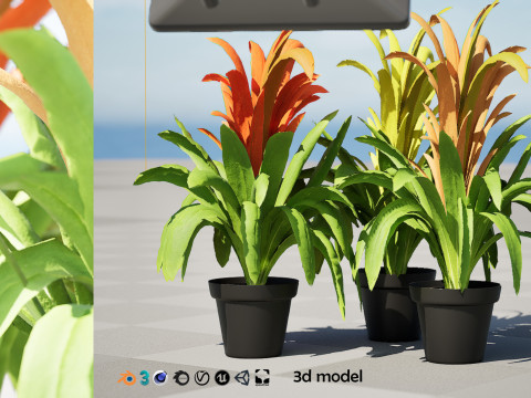 Bromeliad with 3 variations 3D Model